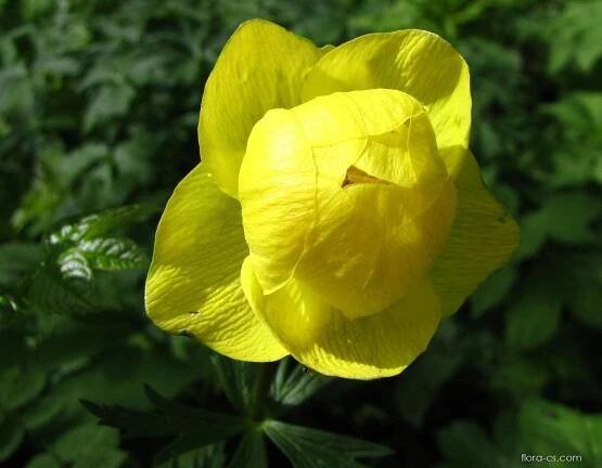 Upolín nejvyšší (Trollius altissimus), květy, květenství