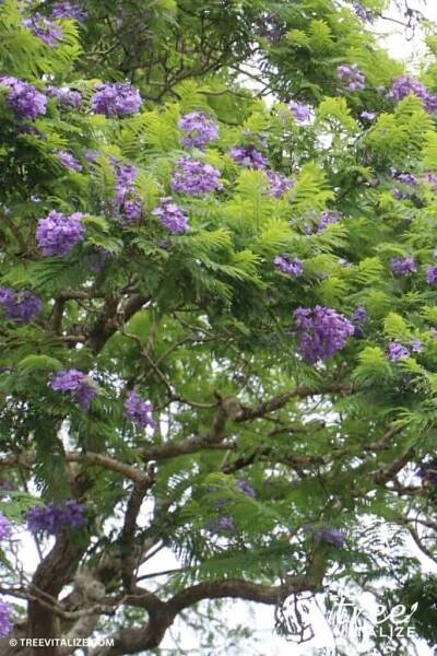 Jacaranda (Jacaranda mimosifolia) tree in bloom
