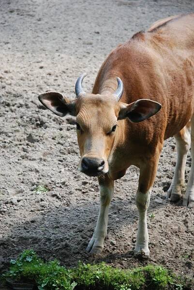 Základová fotografie na téma bharatiya, bos taurus, býložravec, den, detail, detailní, divočina, domácí mazlíček, domácí