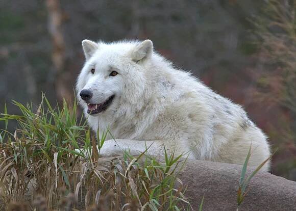 Základová fotografie na téma @ venku, alfa vlk, arktický vlk, bdělý, canis lupus, chování vlka, detail, divočina, divoký