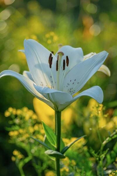 Free Beautiful close-up of a white lily flower blooming in a sunlit garden, showcasing delicate petals and vibrant stamens. Stock Photo