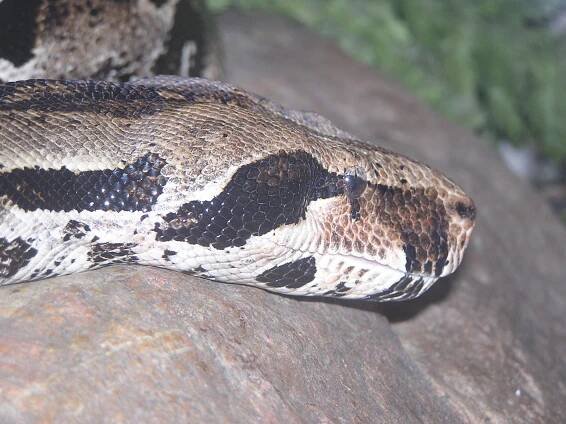 Boa constrictor - hroznýš královský
