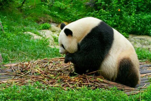 bezplatná Panda velká žvýkající bambus v zoo Chengdu a zachycující poklidný okamžik v přírodě. Základová fotografie