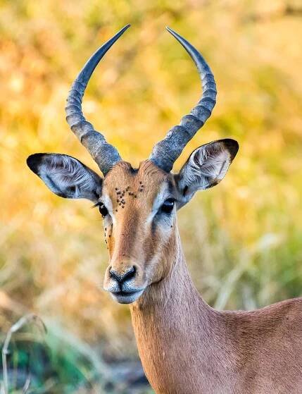 Kruger Animals – Vincent Mounier Photography