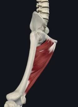 Spectineus sval je kyčel adductor, jeden ze skupiny pěti velkých svalů na mediální (střední) stehno, které předvádí nohu — Stock záběr
