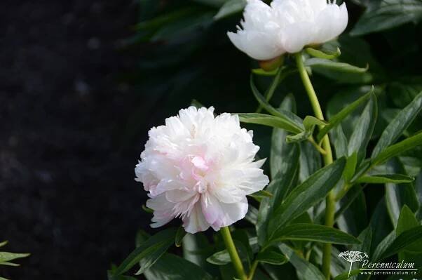 Paeonia officinalis - Perenniculum