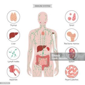 Stock ilustrace Lymfatický Systém – stáhnout obrázek nyní - Imunitní systém, Lidské tělo, Mízní uzlina