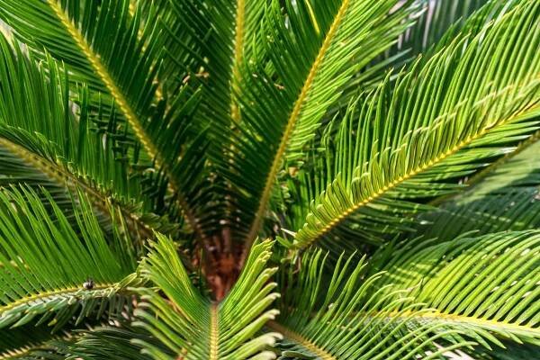 Encephalartos hildebrandtii (Zdroj: Shutterstock)