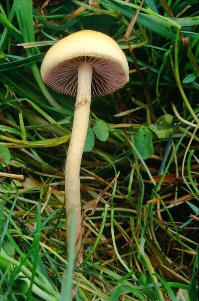 Soubor:Stropharia semiglobata? (29995523756).jpg – Wikipedie