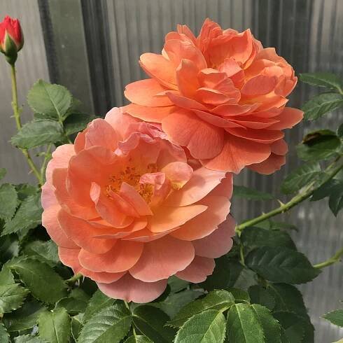 ROSA AT LAST ROSE LANDSCAPE