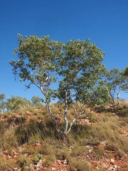 Eucalyptus leucophloia