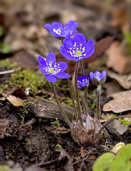 Hepatica