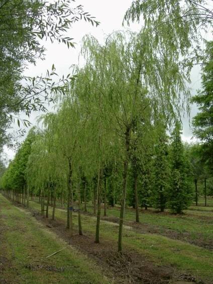 Salix babylonica | vrba babylónská - Van den Berk školky