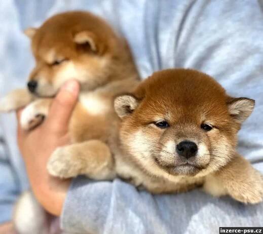 Prodám mini štěňata shiba inu