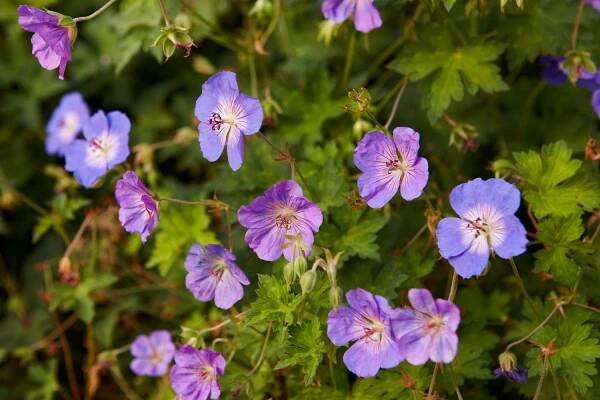 Geranium Rozanne