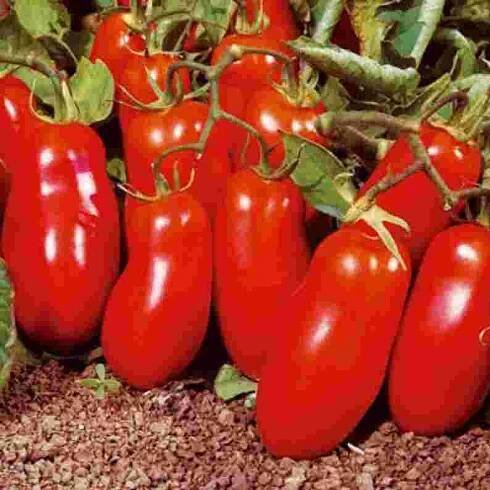 Pepi Czech - Rajčata - San Marzano 26.3.2021 - Semínka od...