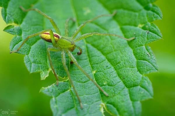 Maloočka smaragdová (Micrommata virescens)