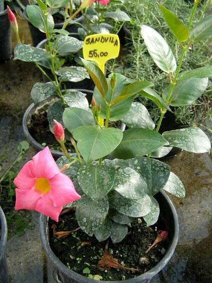 Mandevilla - eshop, prodej, semena, rostliny, pěstování, fotografie, množení, popis, atd. -> www.rostliny.net