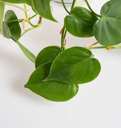 Filodendron, Philodendron Scandens, závěs,17 cm, skladem | ZAZUMi.cz