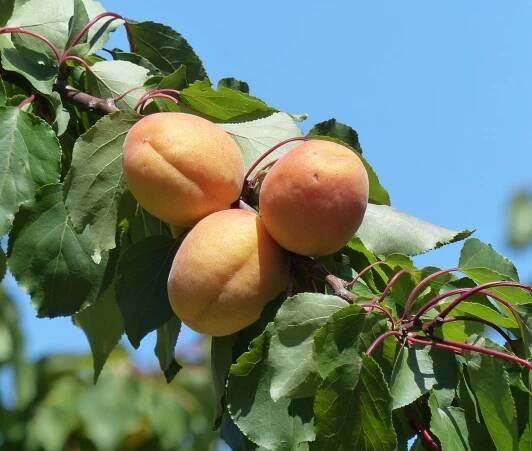 Prunus armeniaca L. - Portale della Flora d'Italia / Portal to the Flora of Italy