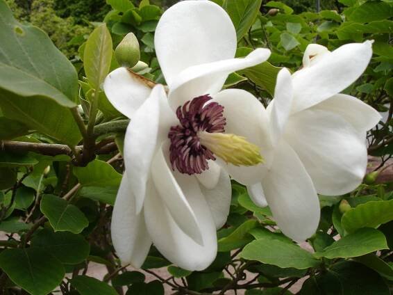 Magnolienartige