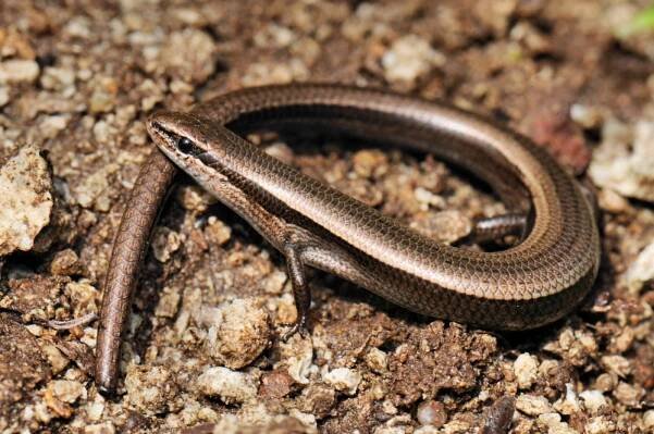 Daniel Jablonski - Herpetologie a cestování