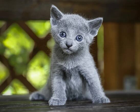 Фото Котика 3 русская голубая