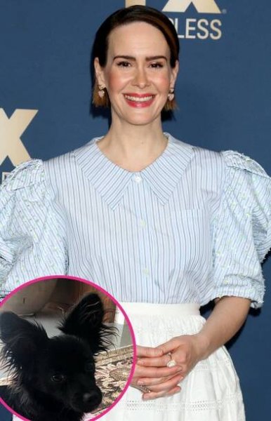 Stars Who’ve Adopted or Fostered Pups Amid Coronavirus Quarantine