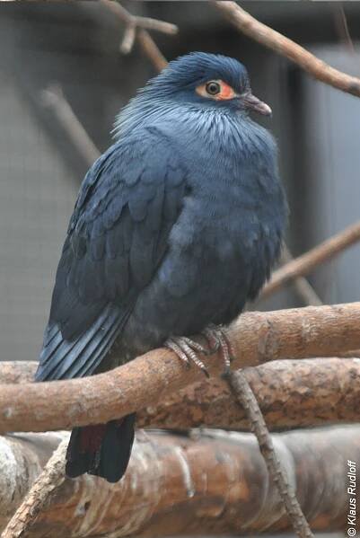 Alectroenas madagascariensis - holub červenoocasý