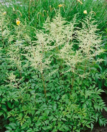 Astilbe arendsii ´Brautschleier´ , Čechrava Arendsova, C3