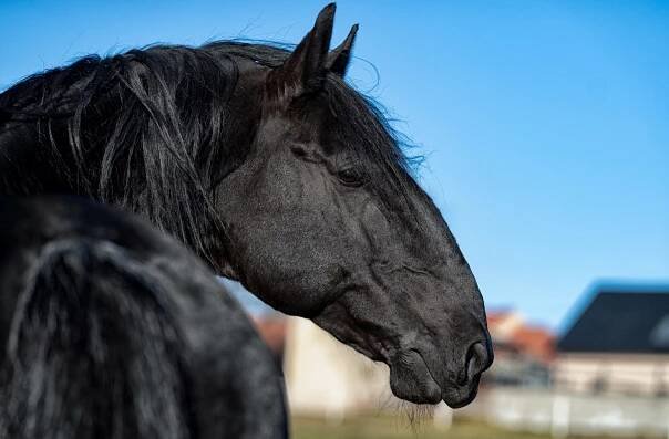 Historie - Maneo JS - Kladrubský kůň