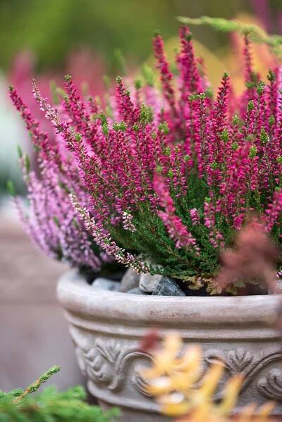 vřes vřes, calluna vulgaris, v květináči - vřes keř - stock snímky, obrázky a fotky