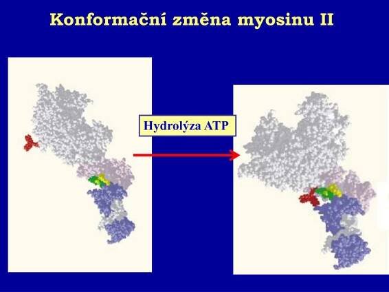 PPT - Bioenergetika pohybu PowerPoint Presentation, free download - ID:872007