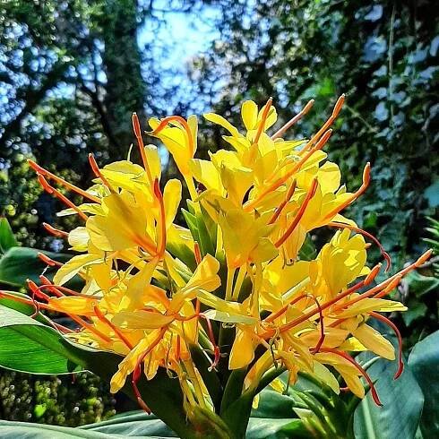 How to Grow Hedychium Gardnerianum (Ginger Lily) UK Guide