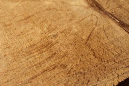 Listnaté tvrdé dřeviny :: Poznej-drevo