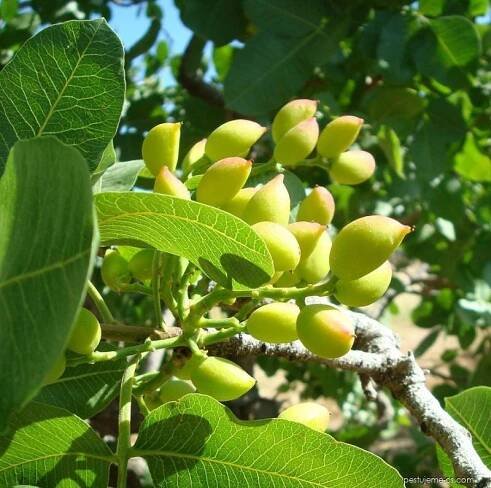 Řečík pistáciový - Pistacia vera