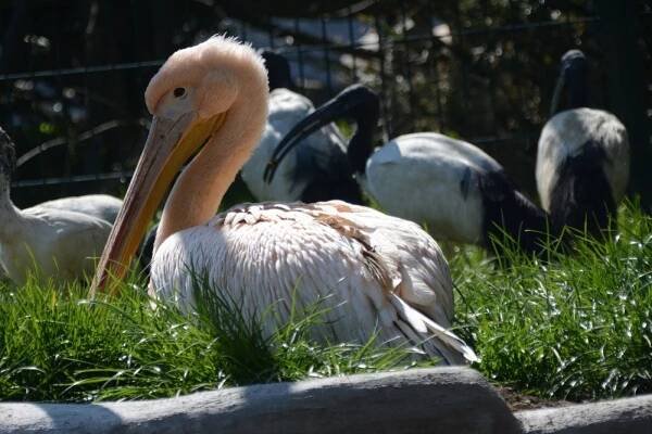 Zoologická zahrada Dvorec u Borovan - ZOO Dvorec | Třeboň a okolí - Třeboňsko.cz