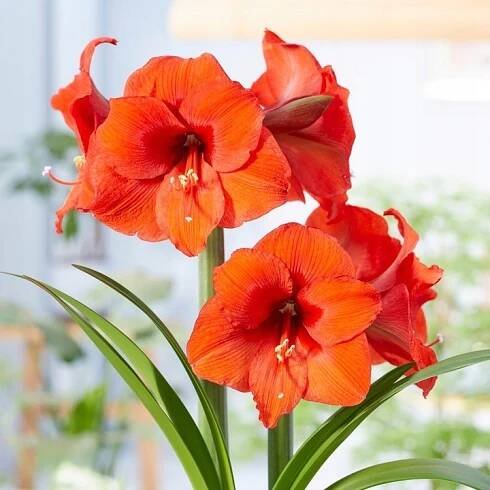 Hippeastrum - Amarylis - Oranžová - cibulka XXL - úchvatný -1 ks
