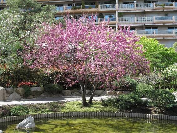 Soubor:Japanese garden Monaco4.jpg
