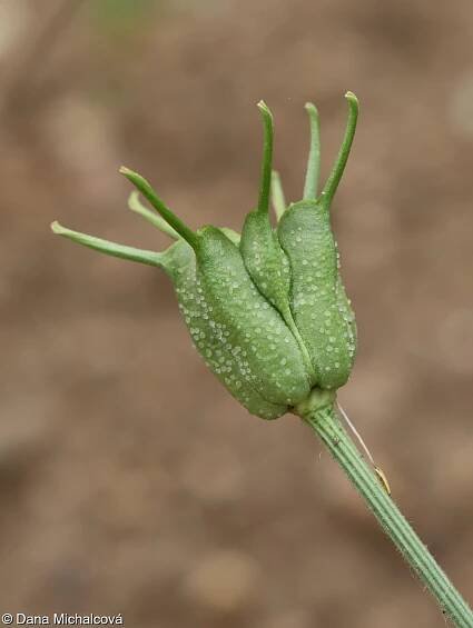 Nigella sativa – černucha setá • Pladias: Databáze české flóry a vegetace