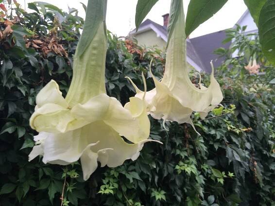 Jeseň | Brugmansia