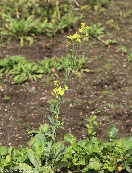 Brassica rapa – brukev řepák