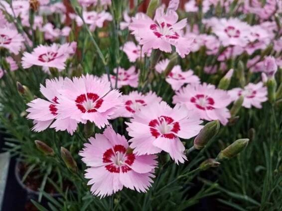 Hvozdík péřitý (Dianthus 'Dixie Red Rose Bicolor')