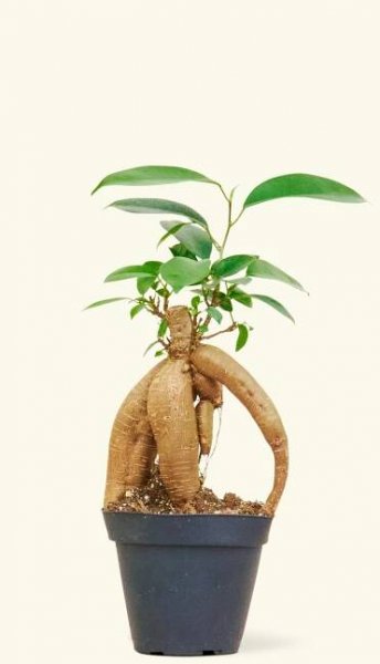 Small Ficus Ginseng in a 4 inches grow pot
