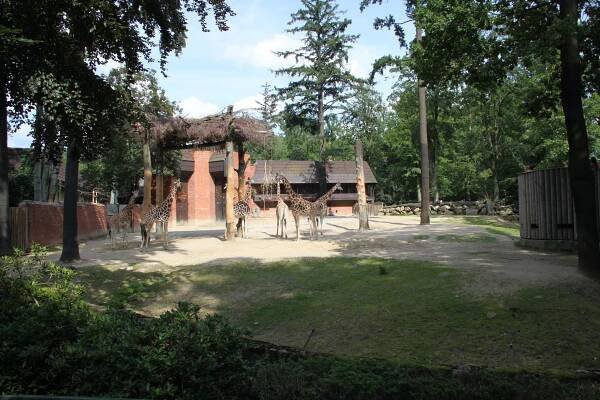 Pavilon žiraf