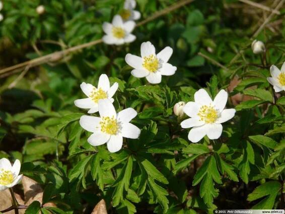 Anemone nemorosa sasanka hajní Anemonoides 