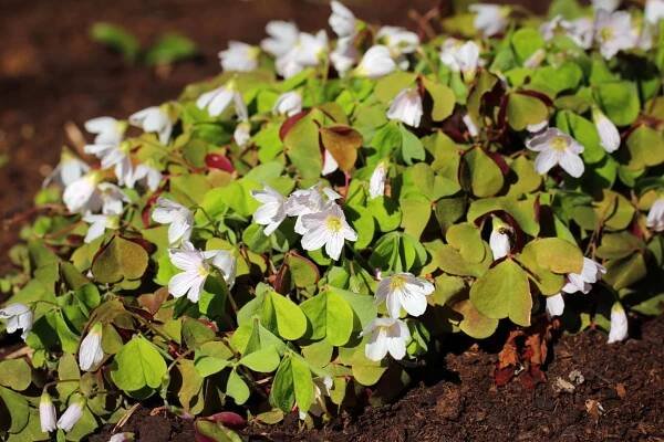Šťavel kyselý (Oxalis acetosella)