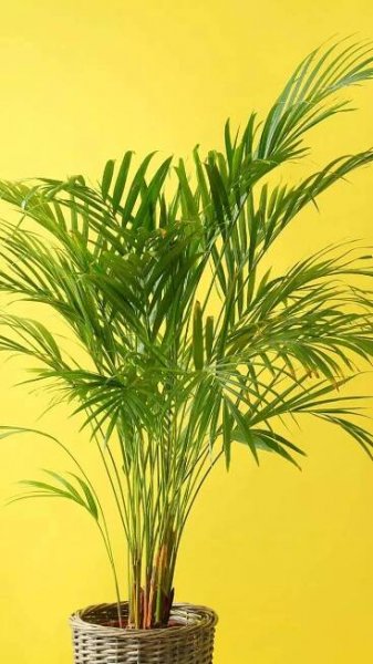 9 things that make Areca Palm the perfect indoor plant