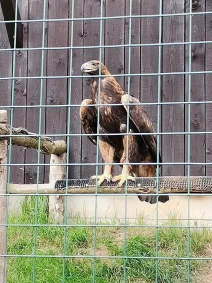 Projektový den ŠD v záchranné stanici Bartošovice | Základní škola a Mateřská škola Střítež