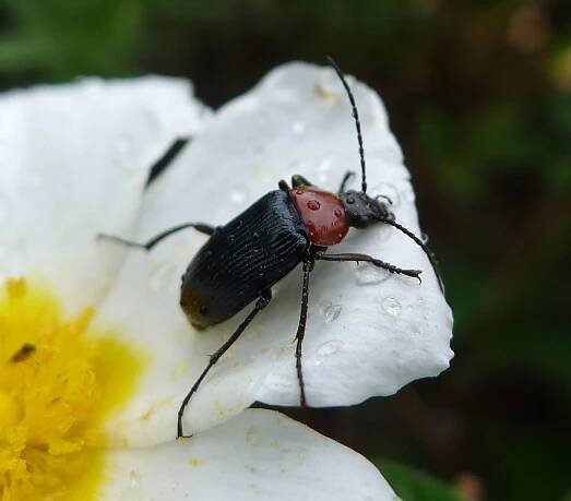 Heliotaurus ruficollis